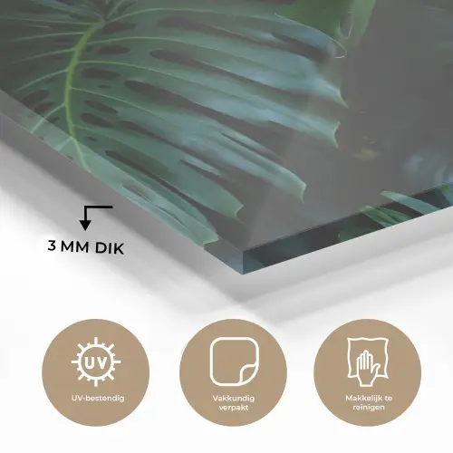 Monstera - Bladeren - Tropisch - Jungle plexiglas 5mm klein -sfeer2