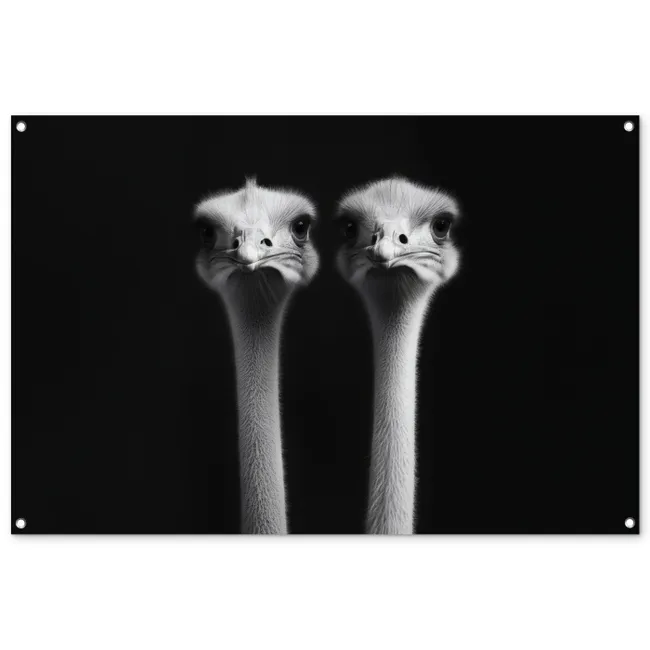 Tuinposter - Struisvogels - Halzen - Zwart - Minimalistisch