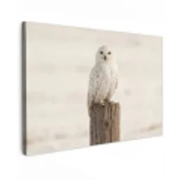 Sneeuwuil - Paal - Winter - Portret - Majestueus canvas 2cm klein -z3d