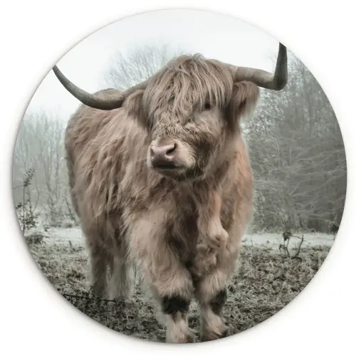 Schotse hooglander - Natuur - Herfst - Dieren - Wild - Bos Wandcirkel kunststof plaat 5mm dik klein -3d