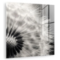 Paardenbloem - Zwart - Wit plexiglas 5mm klein -zzzproduct_nieuw