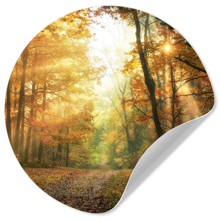 Bos - Herfst - Zon - Landschap - Natuur - Bomen - Bladeren Wandcirkel behangsticker klein -3d