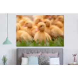 Pijltje - Eend - Natuur - Geel forex 5mm xxl -slaapkamer
