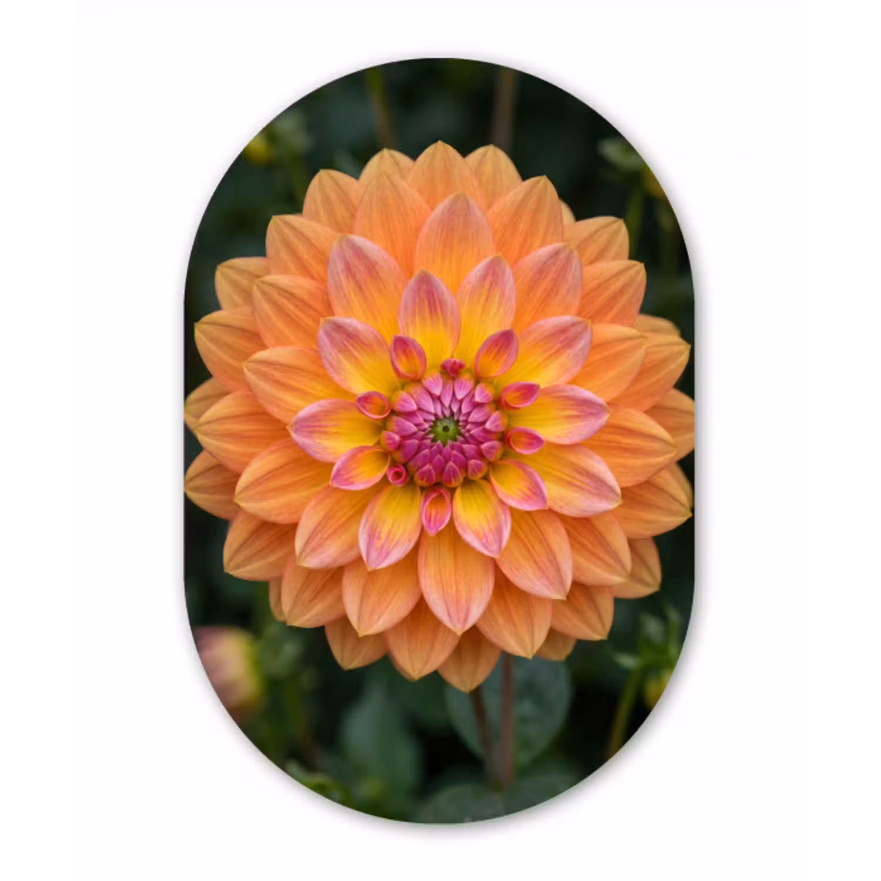 Dahlia - Bloem - Oranje Wandcirkel Ovaal Aluminium middel -3d