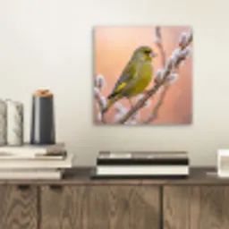 Groenling - Katjes - Lente - Natuur - Zacht aluminium wit klein -sfeer1