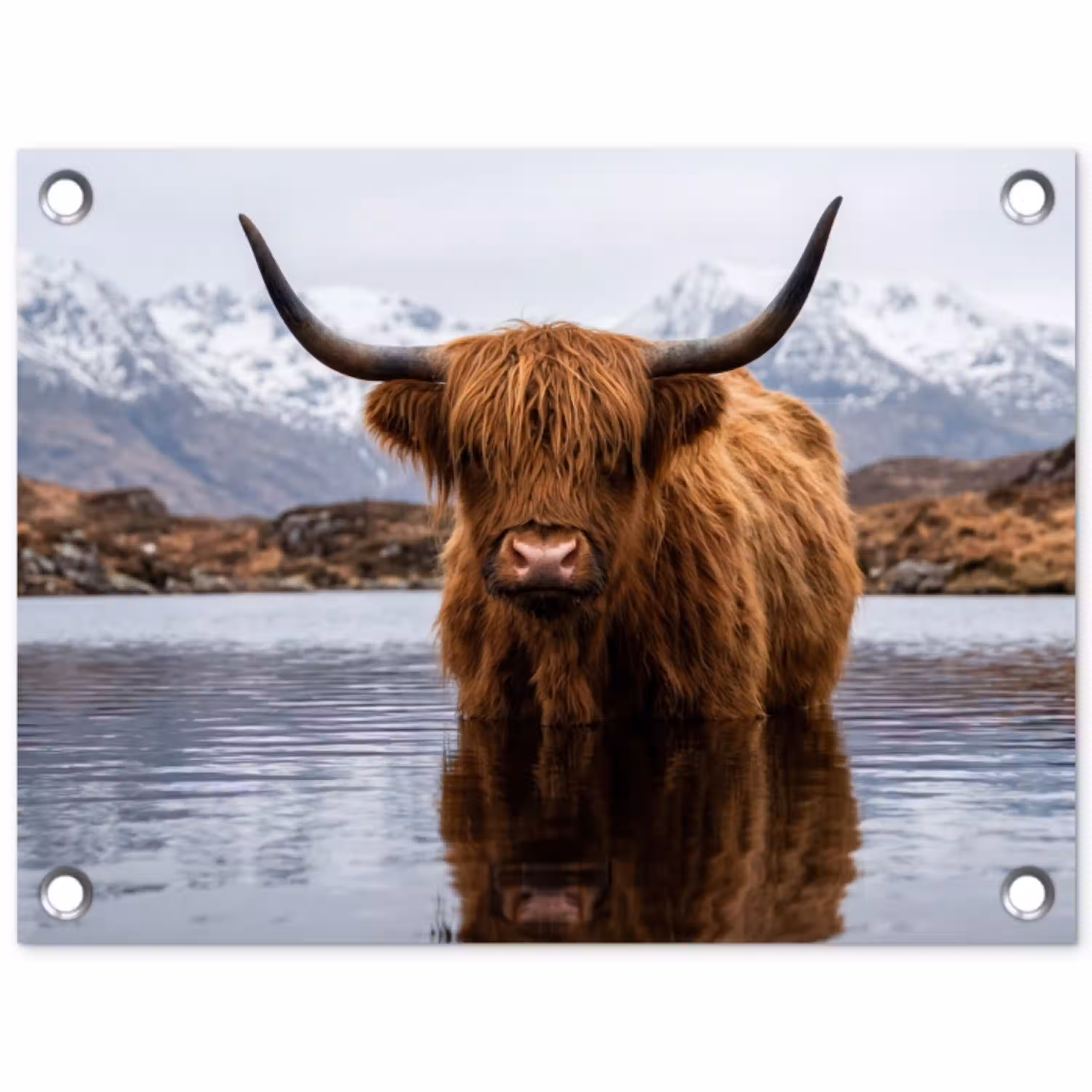 Schotse hooglander - Bruin - Water tuinposter los doek klein -3d