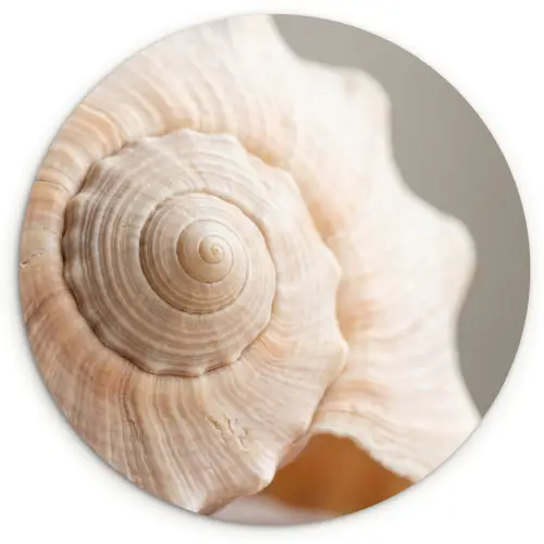 Schelp - Detail - Beige Wandcirkel kunststof plaat 5mm dik klein -3d