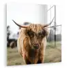 Schotse Hooglander -  Koe - Gras - Dieren - Natuur plexiglas 5mm klein -zzzproduct_nieuw
