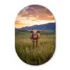Longhorn - Landschap - Zonsondergang Wandcirkel Ovaal Forex klein -3d