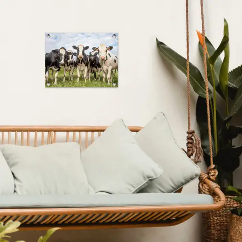 Nieuwsgierige koeien in de wei tuinposter los doek klein -sfeer7