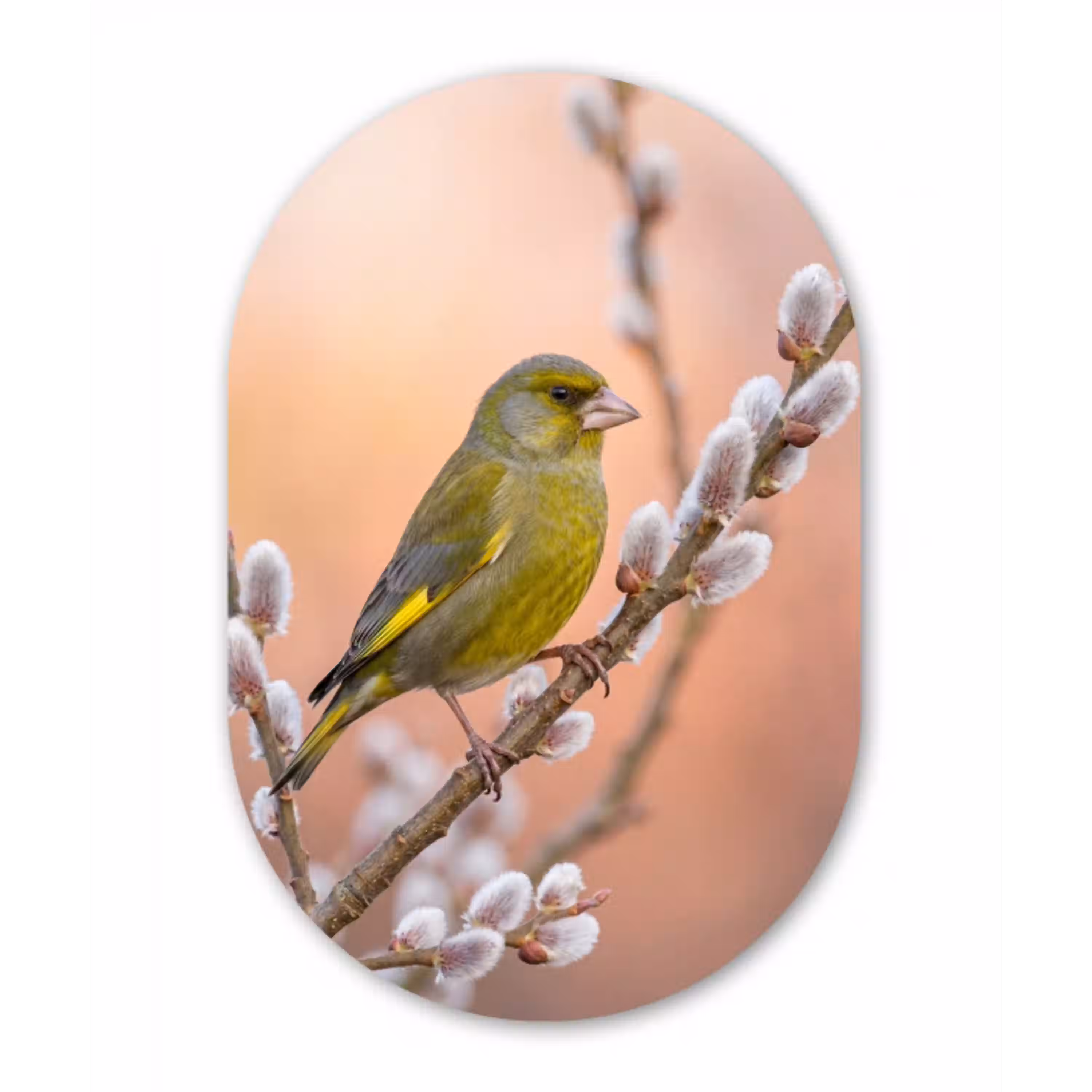 Groenling - Katjes - Lente - Natuur - Zacht Wandcirkel Ovaal Aluminium middel -3d