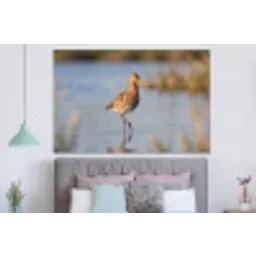 Vogel - Steltloper - Water - Natuur forex 5mm xxl -slaapkamer