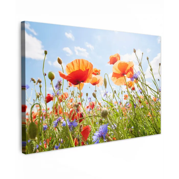 Bloemen - Klaproos - Lente - Natuur - Rood - Blauw canvas 2cm klein -z3d