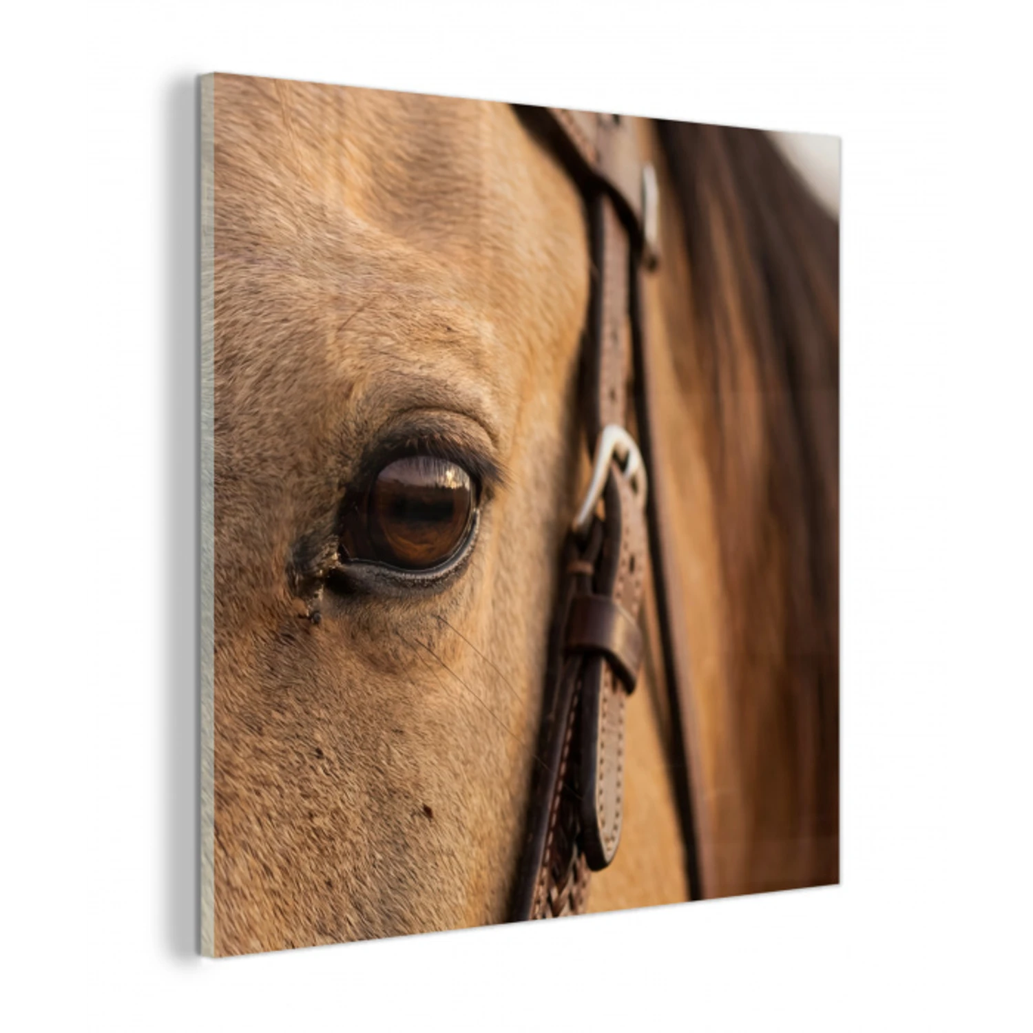 Paard - Oog - Bruin plexiglas 5mm klein -z3d