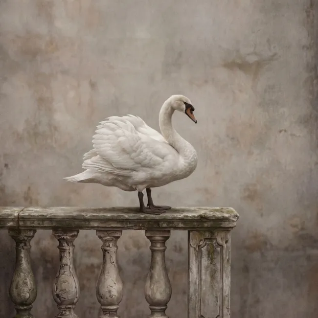 Behang - Zwaan - Elegant - Dieren - Wit