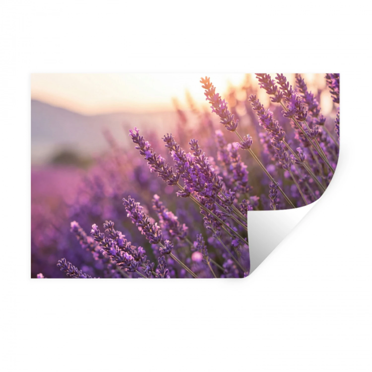 Lavendel - Paars - Zonlicht Muursticker klein -3d