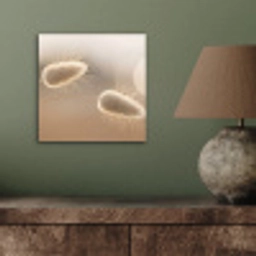 Hazestaartgras - Graanharen - Zonlicht aluminium wit klein -sfeer2