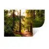 Bos - Pad - Boom Muursticker klein -3d