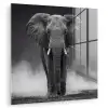 Olifant - Zwart - Wit - Rook plexiglas 5mm klein -zzzproduct_nieuw