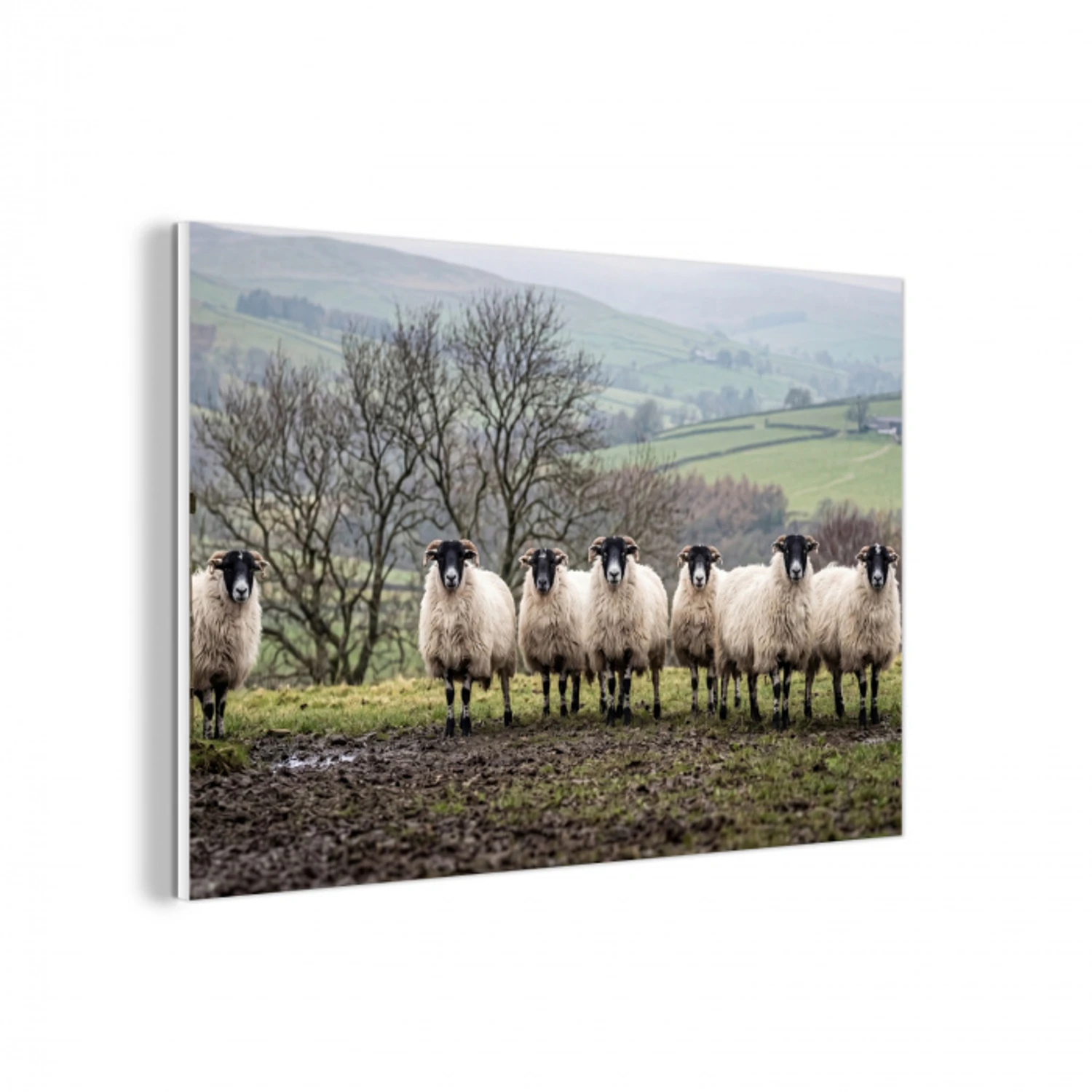 Schapen - Rij - Weide - Dieren - Platteland forex 5mm xxl -3d