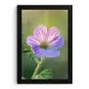 Bloem - Close up - Paars fotolijst zwart zonder passe partout klein -3d