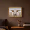 Longhorn - Grasveld - Dier Light Box met batterij (Wandlamp) middel -sfeer4