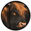 Schotse hooglander - Zwart - Koe - Hoorn - Dieren Fotolijst rond zonder passe partout klein -3d