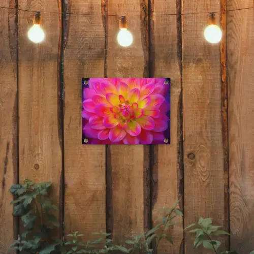 Roze - Dahlia - Kleurrijk tuinposter los doek klein -sfeer1