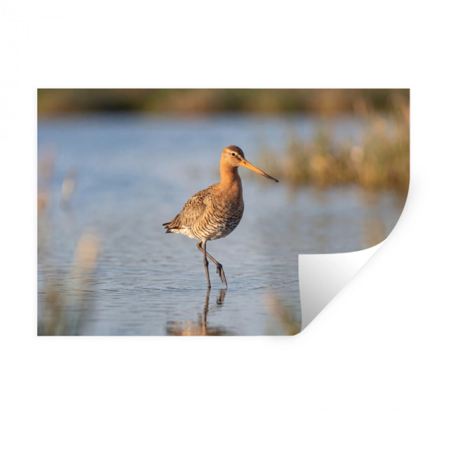 Vogel - Steltloper - Water - Natuur Muursticker klein -3d