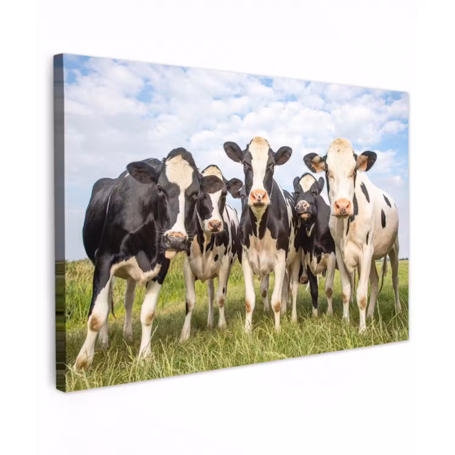 Outdoor Leinwand - Neugierige Kühe auf der Wiese