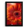 Oranje - Gerbera - Intens fotolijst zwart zonder passe partout klein -3d