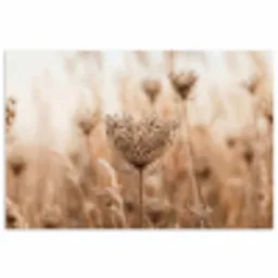 Schermbloem - Droogbloem - Winter - Beige - Minimalistisch poster papier klein -3d