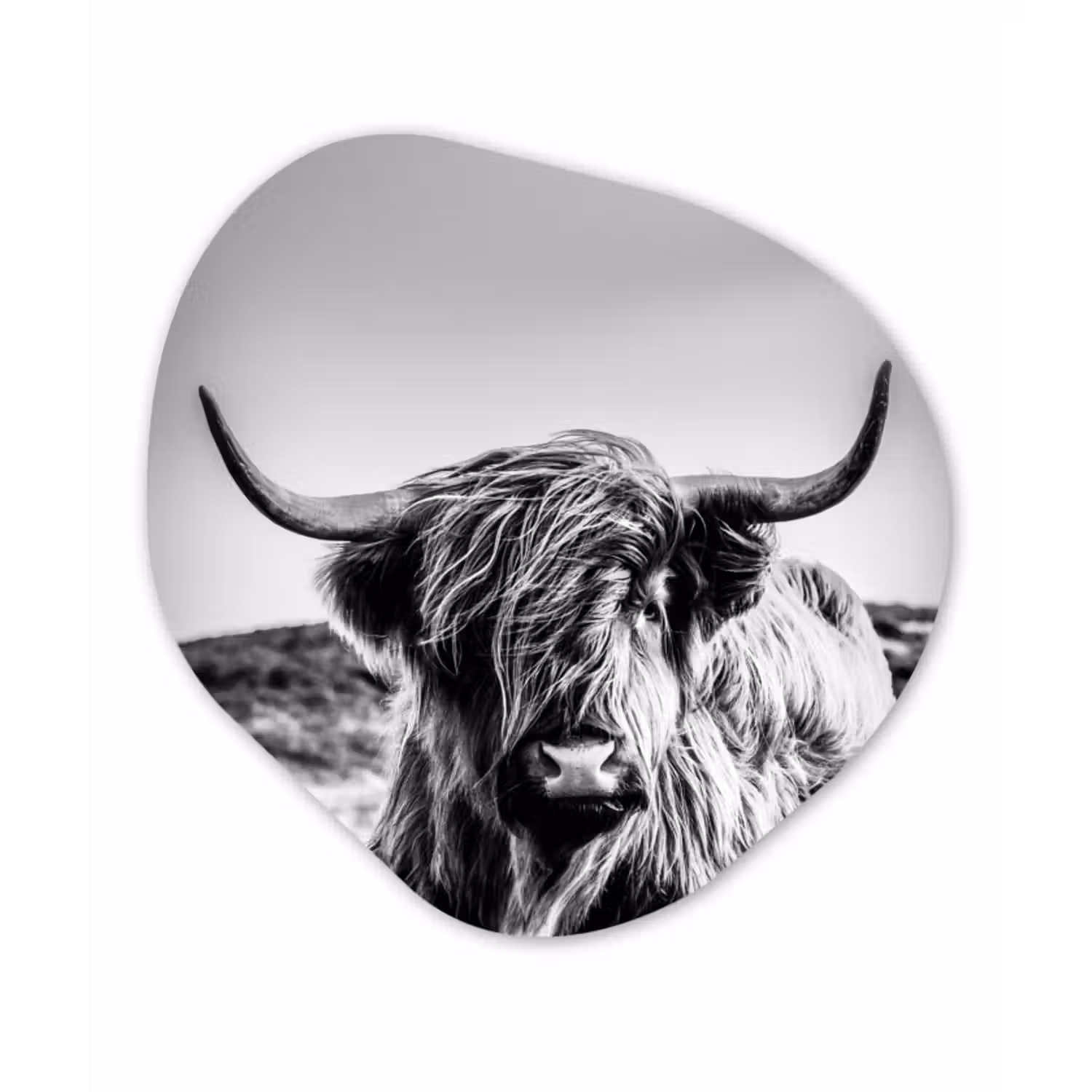 Organische Formen – Aluminium – Koe - Schotse hooglander - Zwart - Wit - Dier - Natuur - Wild