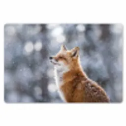 Vos - Sneeuwval - Portret - Winter - Sfeervol Placemat vinyl groot -zzsfeer1_Kitchenyeah-website