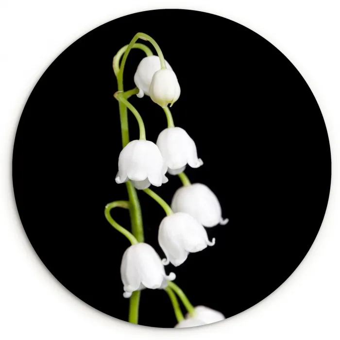 Lelietjes van dalen - Bloemen - Zwart - Flora Wandcirkel kunststof plaat 5mm dik klein -3d
