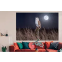 Kerkuil - Maan - Nacht forex 5mm xxl -woonkamer