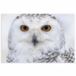 Sneeuwuil - Oog - Wildlife - Wit poster papier klein -3d