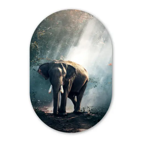 Olifant - Dieren - Licht - Bos - Natuur - Wilde dieren Wandcirkel Ovaal Forex klein -3d