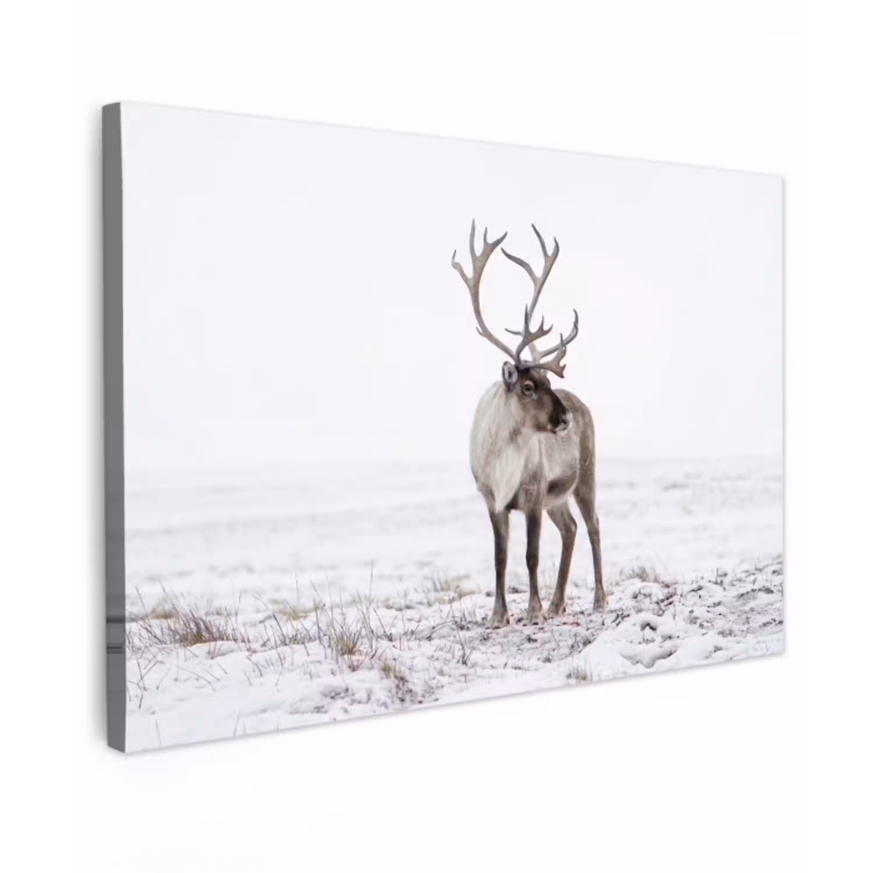 Rendier - Gewei - Sneeuw - Winter Tuinposter op houten frame 2 cm dik klein -3d