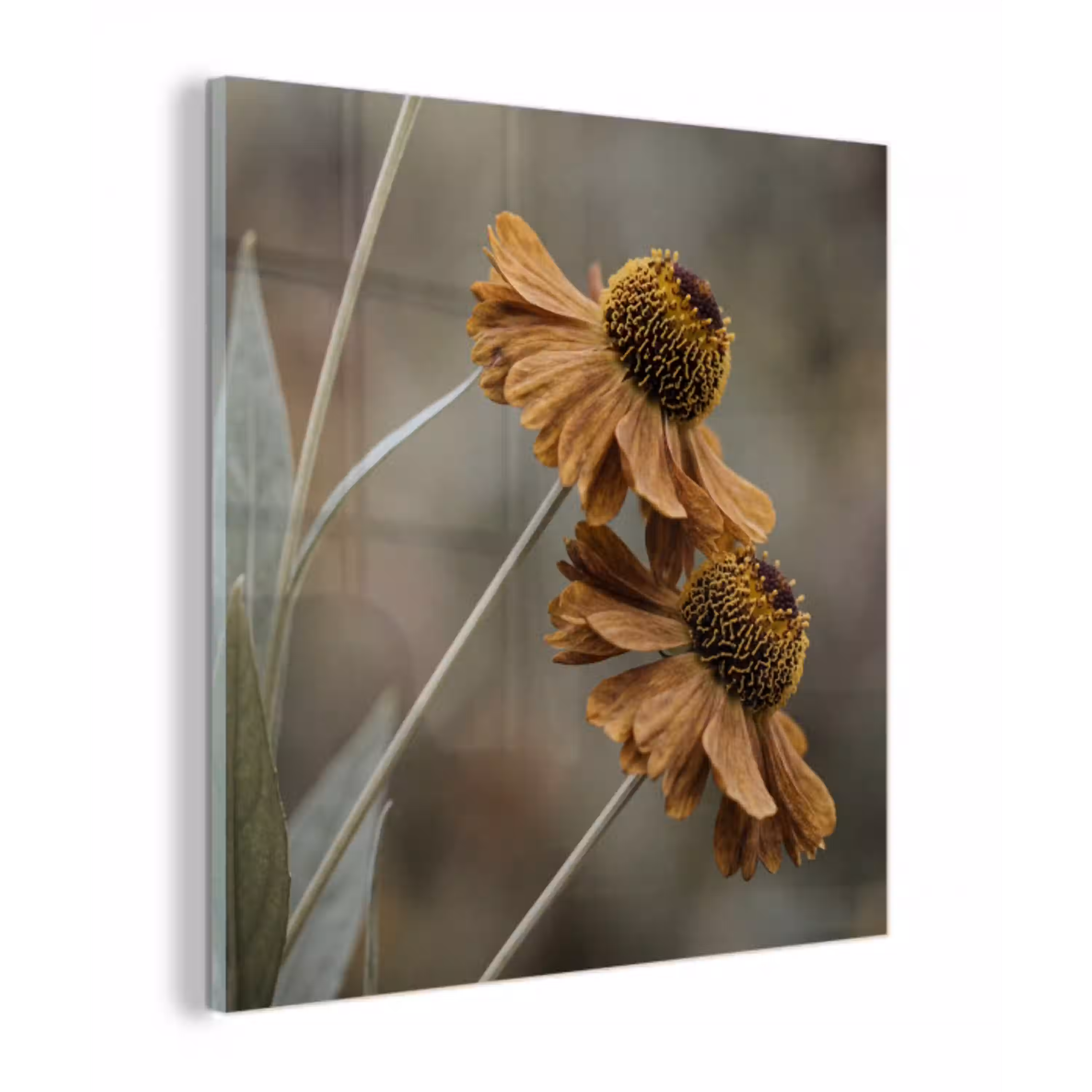 Zonnehoed - Droogbloemen - Geel - Warm plexiglas 5mm klein -z3d