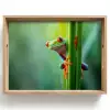 Groene kikker - Nieuwsgierig - Gras Dienblad Rechthoek middel -z3d_shopping