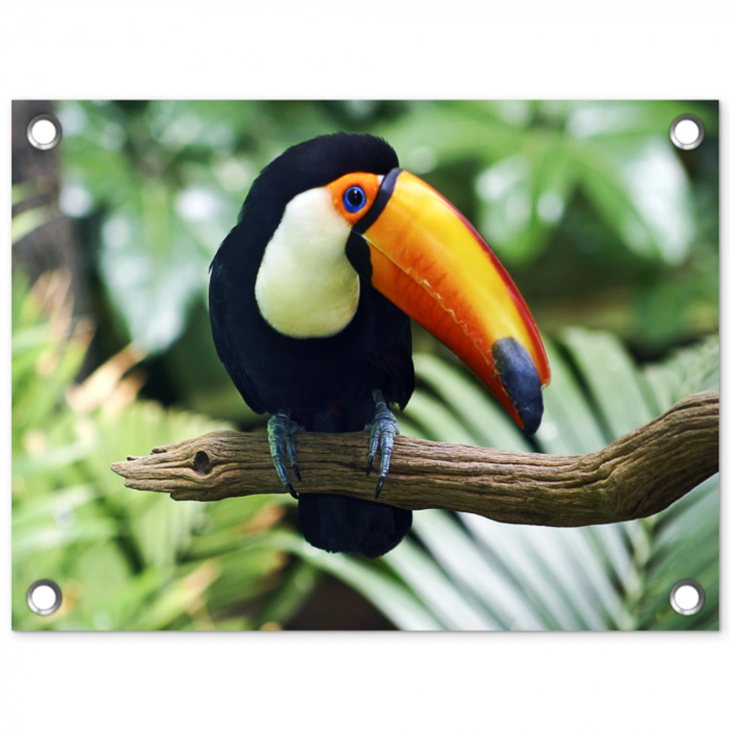 Toekan - Vogel - Jungle tuinposter los doek klein -3d