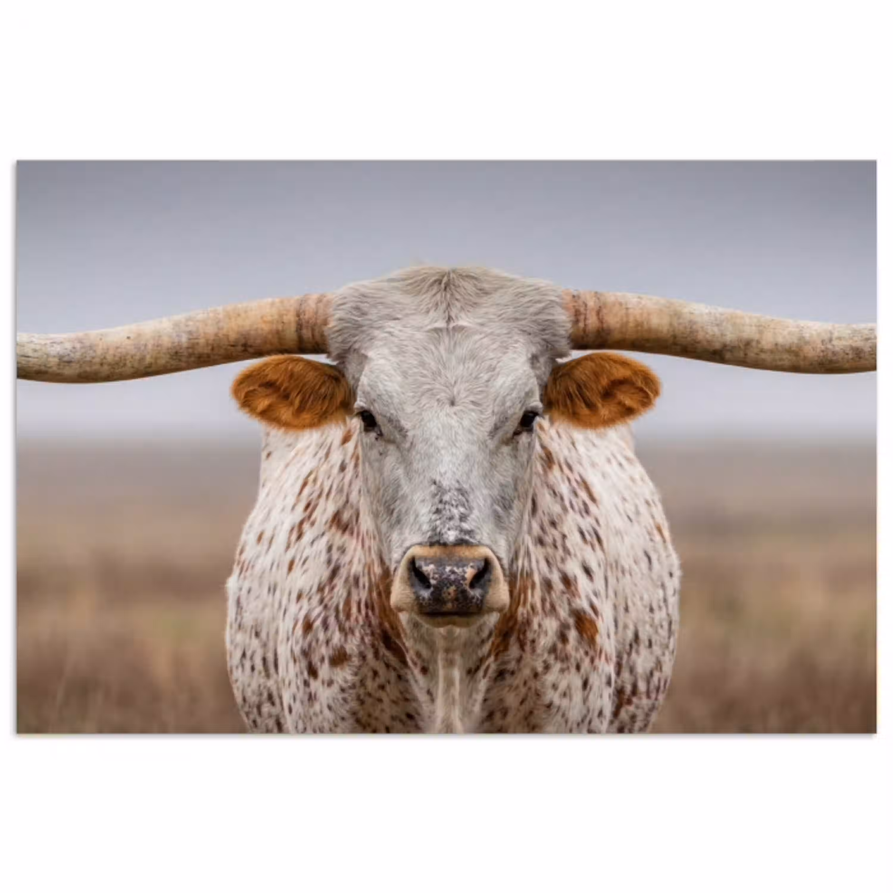 Longhorn - Grasveld - Dier poster papier klein -3d
