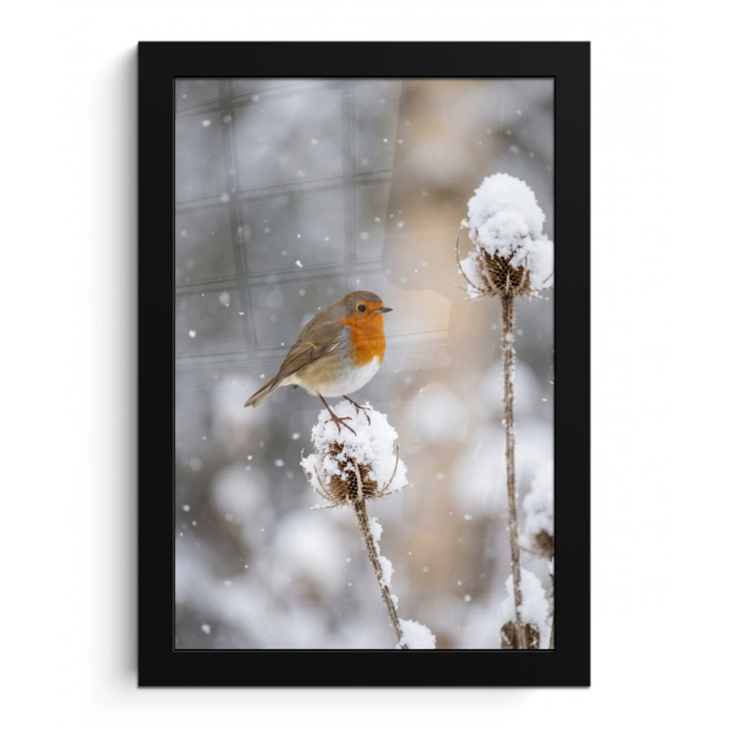 Roodborstje - Gedroogde bloem - Sneeuw - Winter - Vertederend fotolijst zwart zonder passe partout klein -3d