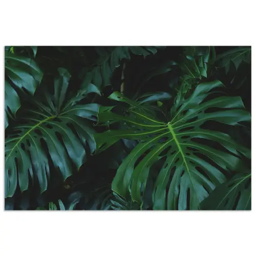 Monstera - Bladeren - Tropisch - Jungle poster papier klein -3d