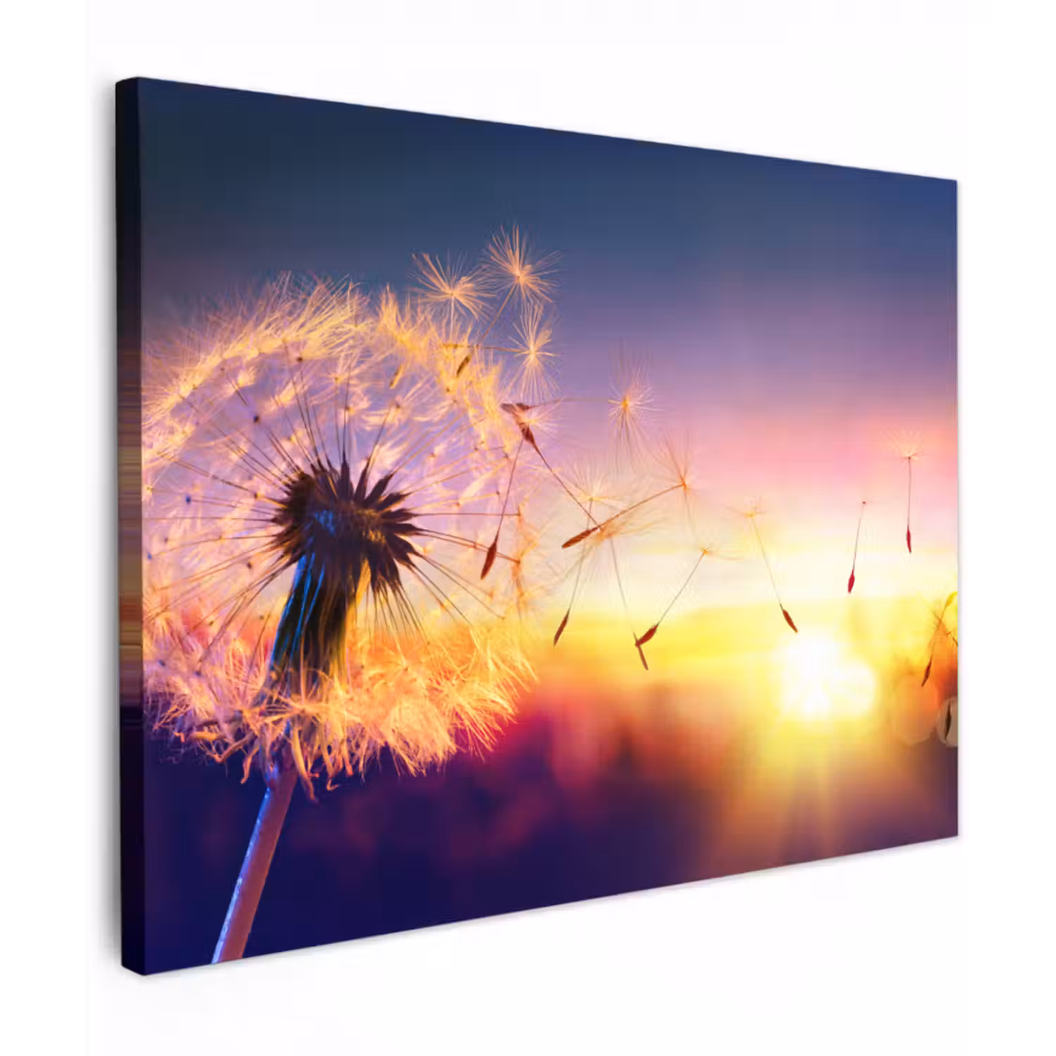 Leinwandbild - Löwenzahn - Blumen - Sonnenuntergang - Horizont - Nacht