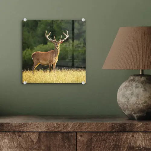 Hert - Gewei - Gras - Natuur - Dieren - Groen plexiglas 5mm klein -sfeer3