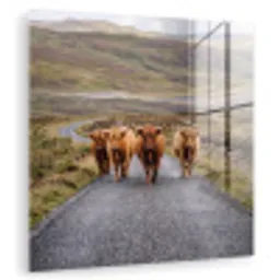 Schotse Hooglanders - Weg - Landschap - Kudde plexiglas 5mm klein -zzzproduct_nieuw