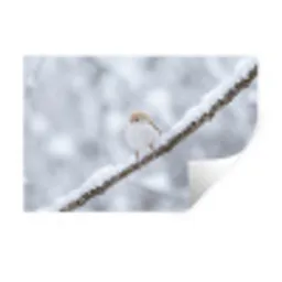 Vogeltje - Sneeuw - Tak - Winter - Zacht Muursticker klein -3d