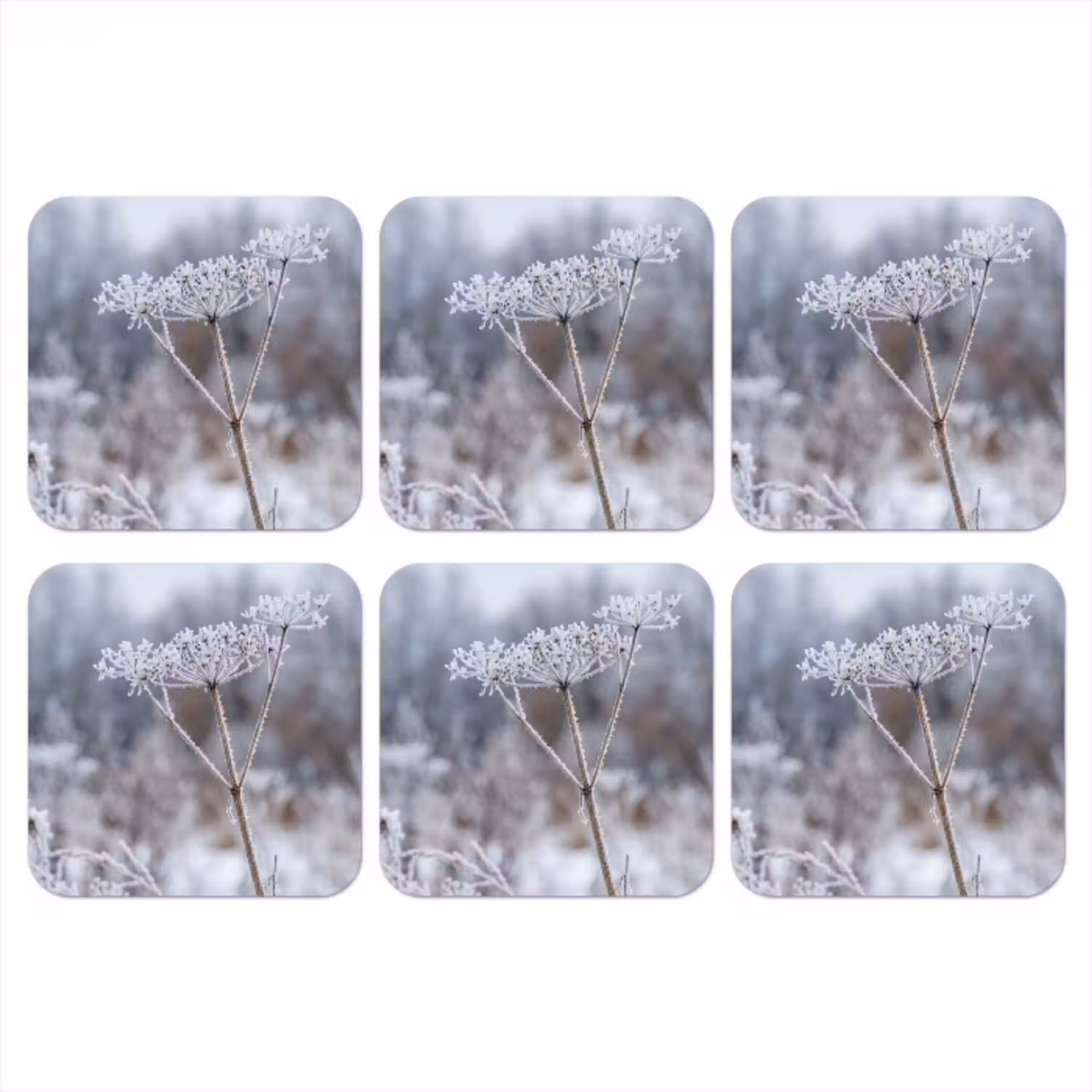 Schermbloem - Rijp - Kristallen - Winter - Delicaat onderzetter kurk middel -3d